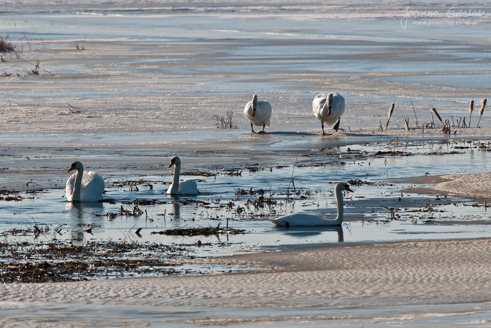 095_Biebrza - marzec 2013.jpg